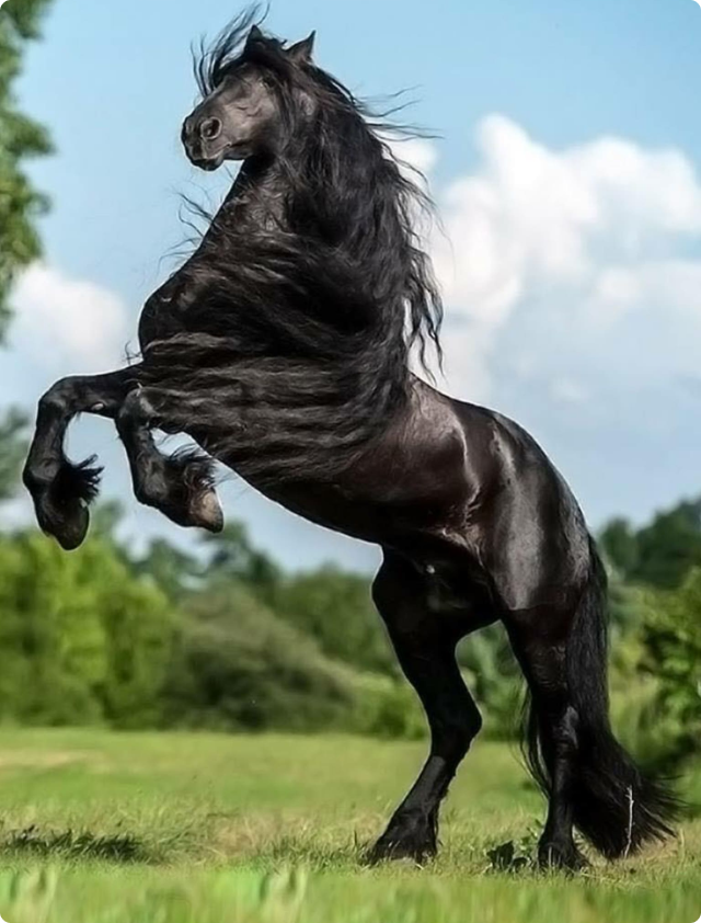 horse