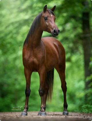 horse