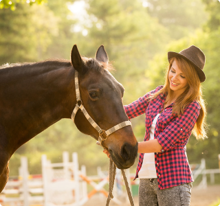 horses